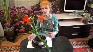 Гиппеаструм, цветение, размножение, уход в домашних условиях