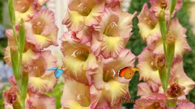 Гладиолус гофрированный Конка Верде (gladiolus) ? обзор: как сажать, луковицы гладиолуса Конка Верд