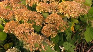 Кислая почва.Где я её беру и надо-ли?