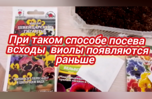При таком способе посева всходы виолы появляются раньше