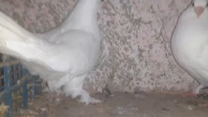 7 Гость ! Голуби Луганска.