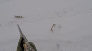 Заяц поднимается из под ног! Редкие кадры!