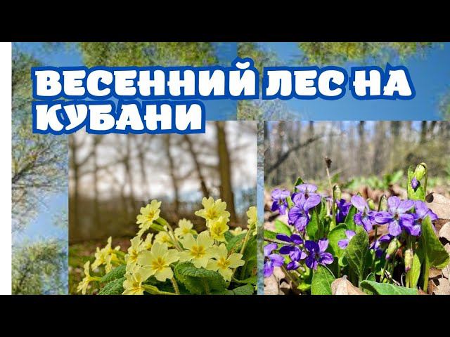 Весенний лес на Кубани. Первоцветы. РЕЛАКС