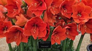Amaryllis (Hippeastrum) Naranja Flowers | Chelsea Flower Show 2023