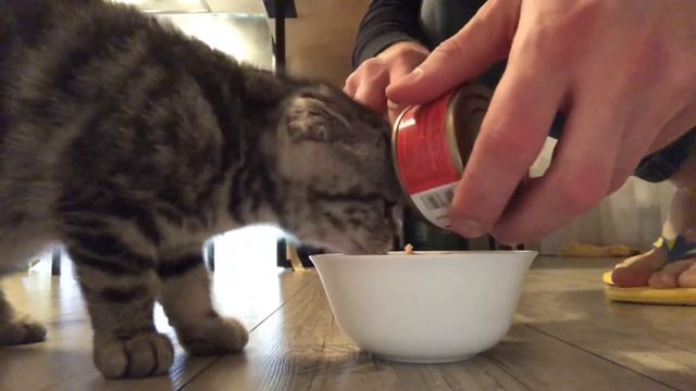 Кормление котёнка вислоухий шотландец смотреть онлайн