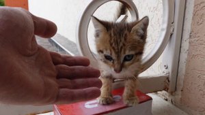 Сердитый КОТЕНОК СТАНОВИТСЯ РУЧНЫМ ЗА 5 МИНУТЫ 😻