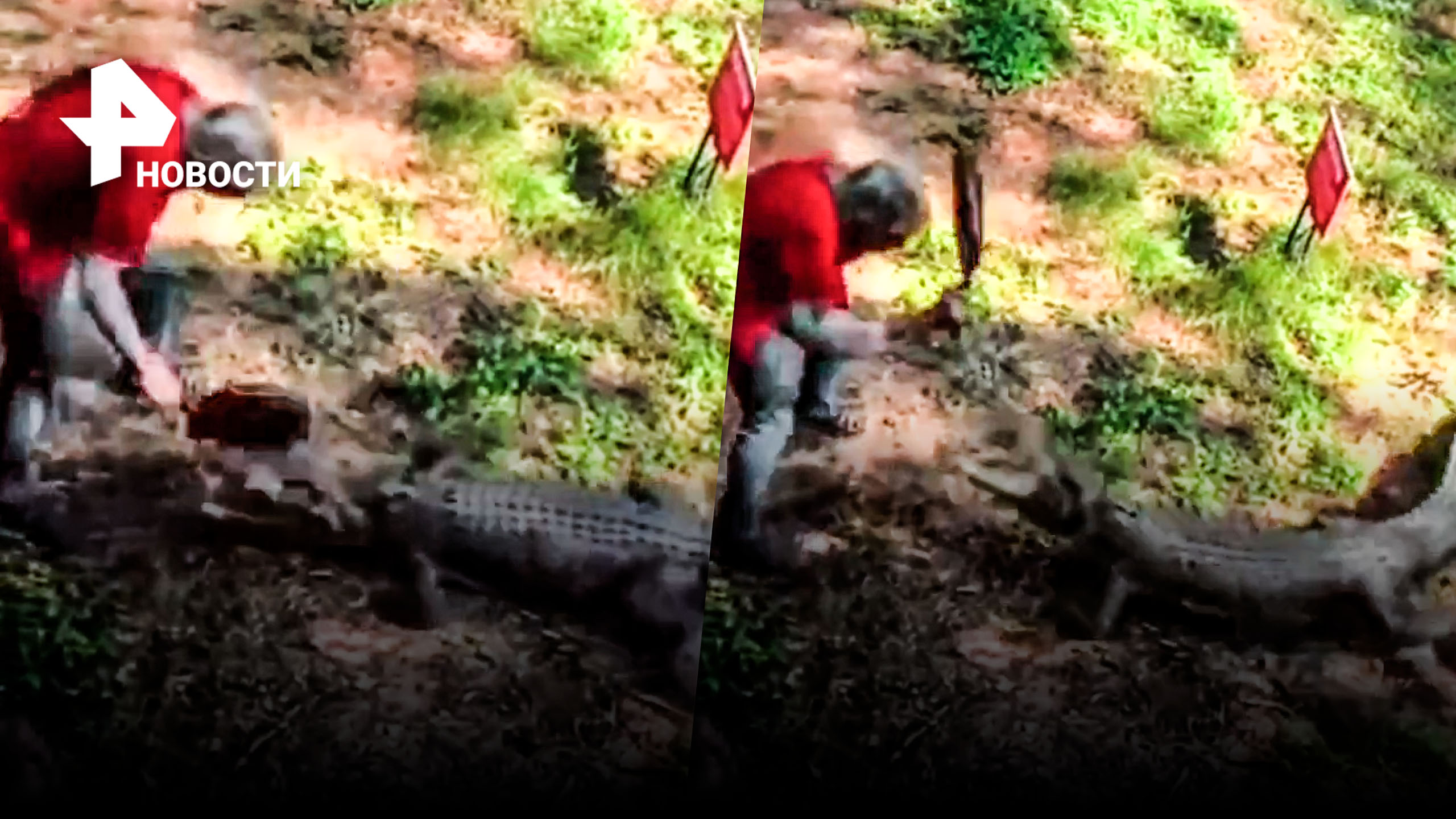 Сковородкой по голове: крокодил пожалел, что напал на мужчину / РЕН Новости
