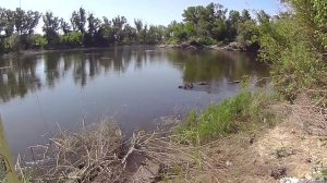 Жерех на "кораблик"