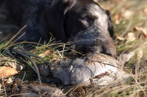 За куропатками