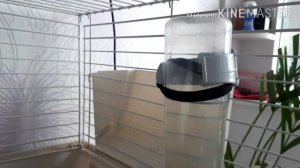 КРОЛИК ДЕКОРАТИВНЫЙ: ВСЯ ПРАВДА СОДЕРЖАНИЯ /КАК ОБМАНЫВАЮТ С РАЗМЕРОМ / СТОИТ ЛИ ЗАВОДИТЬ