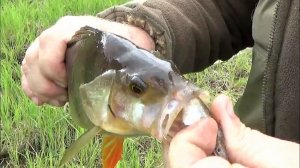 ВЕСЁЛАЯ РЫБАЛКА \ Часть 1 \ ЗАКИДУШКИ - ПРОДОЛЬНИКИ