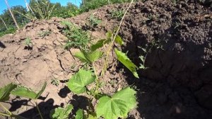 Подвязываем молодые саженцы винограда из укоренных черенков