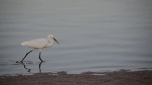 Малая белая цапля, Египет, Nabq Bay