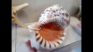 НАША КОЛЛЕКЦИЯ РАКУШЕК