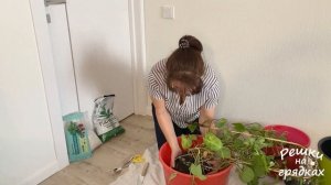 Сингониум пересадка в большой горшок!