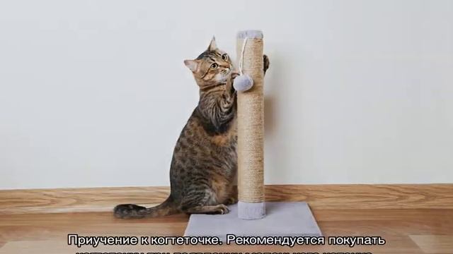 Как отучить кота драть мебель: причины и чем можно побрызгать диван