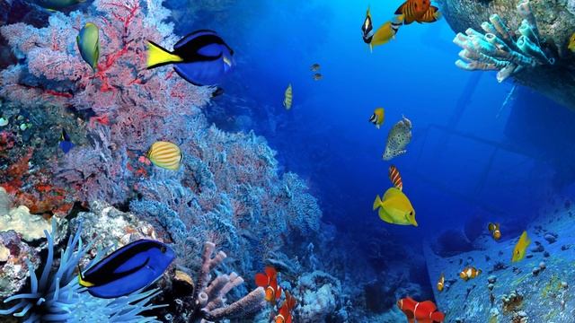 Aqua Real 2 - Ocean 3 (4K) смотреть онлайн