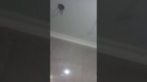 Монтаж плинтуса потолочного (полиуретан).