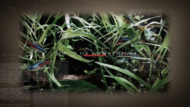 КАК ЧАСТО И КАКОЙ ОБЪЁМ ВОДЫ МЕНЯТЬ В АКВАРИУМЕ ??? смотреть онлайн