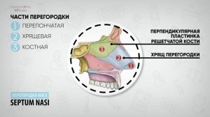 Наружный нос и полость носа