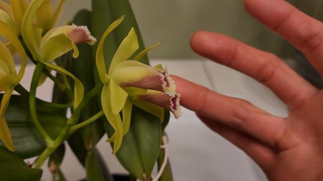 Sophie's Garden 最小的原生种卡特兰 Cattleya luteola смотреть онлайн