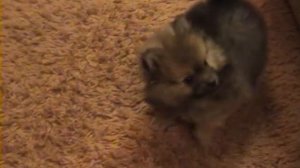 Шпицы померанские