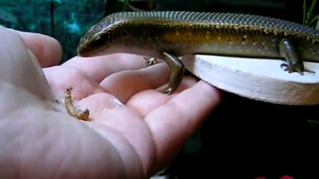 Mabuya multifasciata смотреть онлайн