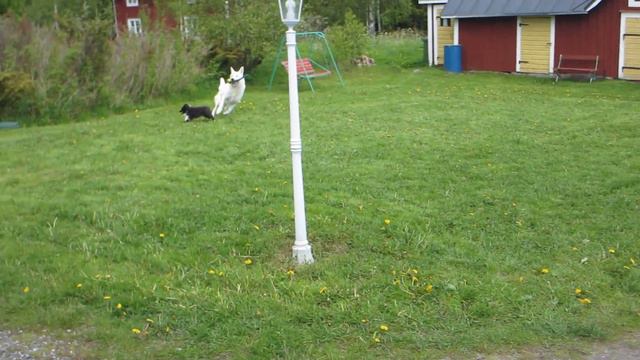 Rudi ja Rasse leikkii смотреть онлайн