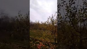 Липецкая область, Лебедянский район. Агроном - сад. Сбор яблок. 11 ноября 2022 г.