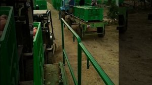 Сбор яблок в КБР