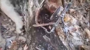 Регулирование численности волка в Забайкалье. Волк в капкане Бриджер 5. Видео от Александра.