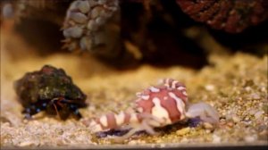 Краб арлекин (lissocarcinus laevis)