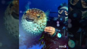 Рыба-еж #детскиестихи #длядетей #стихивслух #детскийканал #морскоймир #развивашки #развитиеребенка