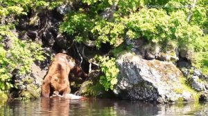 Медведь-каннибал