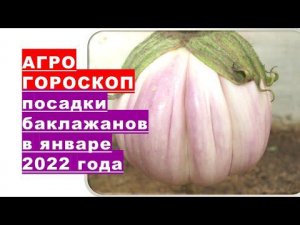 Агрогороскоп посева семян баклажанов на рассаду в январе 2022 года