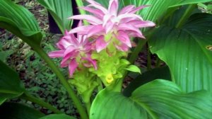 How To Plant White Curcuma (Turmeric) With Easy For Beginners