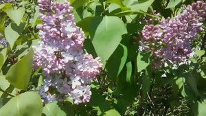 #360°Чудо! Сирень Пять листочков . Miracle! Lilac Five leaves