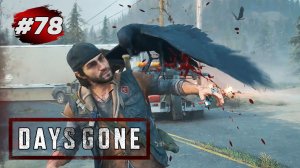 DAYS GONE (Жизнь После) ➤ Прохождение # 78 ➤ Вороньи Гнезда | Бандиты