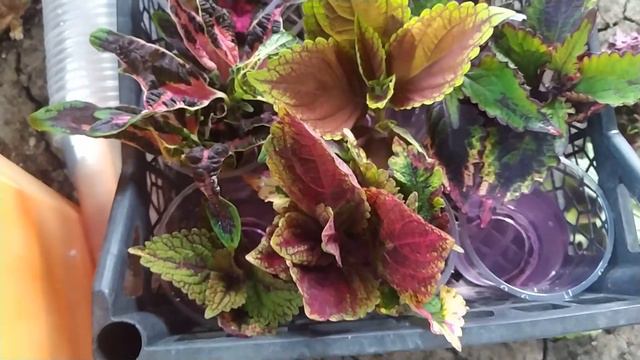 ОБЗОР,МОЙ ОПЫТ И СОВЕТЫ смотреть онлайн