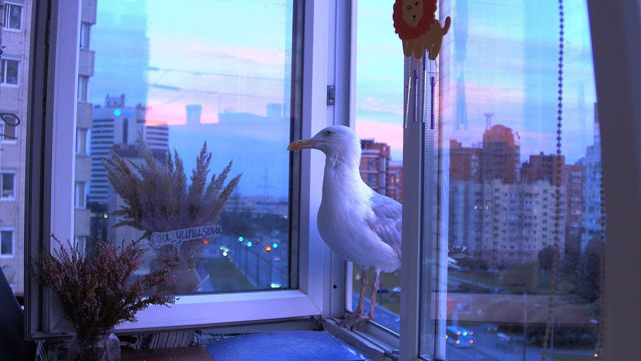 LIVE Чайка - символ Приморского района Санкт-Петербурга. Кормим чайку на Комендантской площади. смотреть онлайн