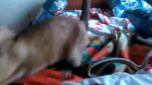 Злой сиамский кот