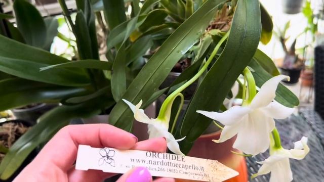 Орхидея с Божественным ароматом! Angraecum Magdalenae смотреть онлайн