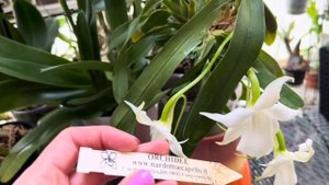 Орхидея с Божественным ароматом! Angraecum Magdalenae