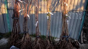 Саженцы Сливы - Осень 2022 - Агро Сад