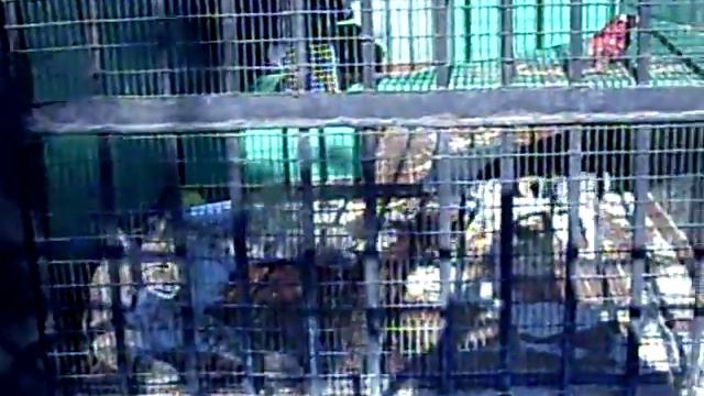 Ленинградский зоопарк. 2008 год. Кошка живет с рысью. смотреть онлайн