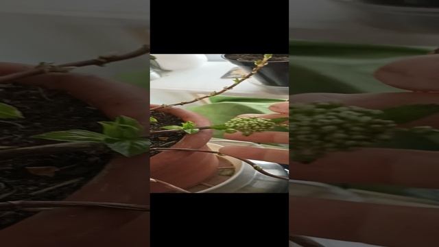 Гортензия "Сбежавшая невеста". Зимовка при слабой плюсовой температуре. 
Ранняя весна. 18.02.24