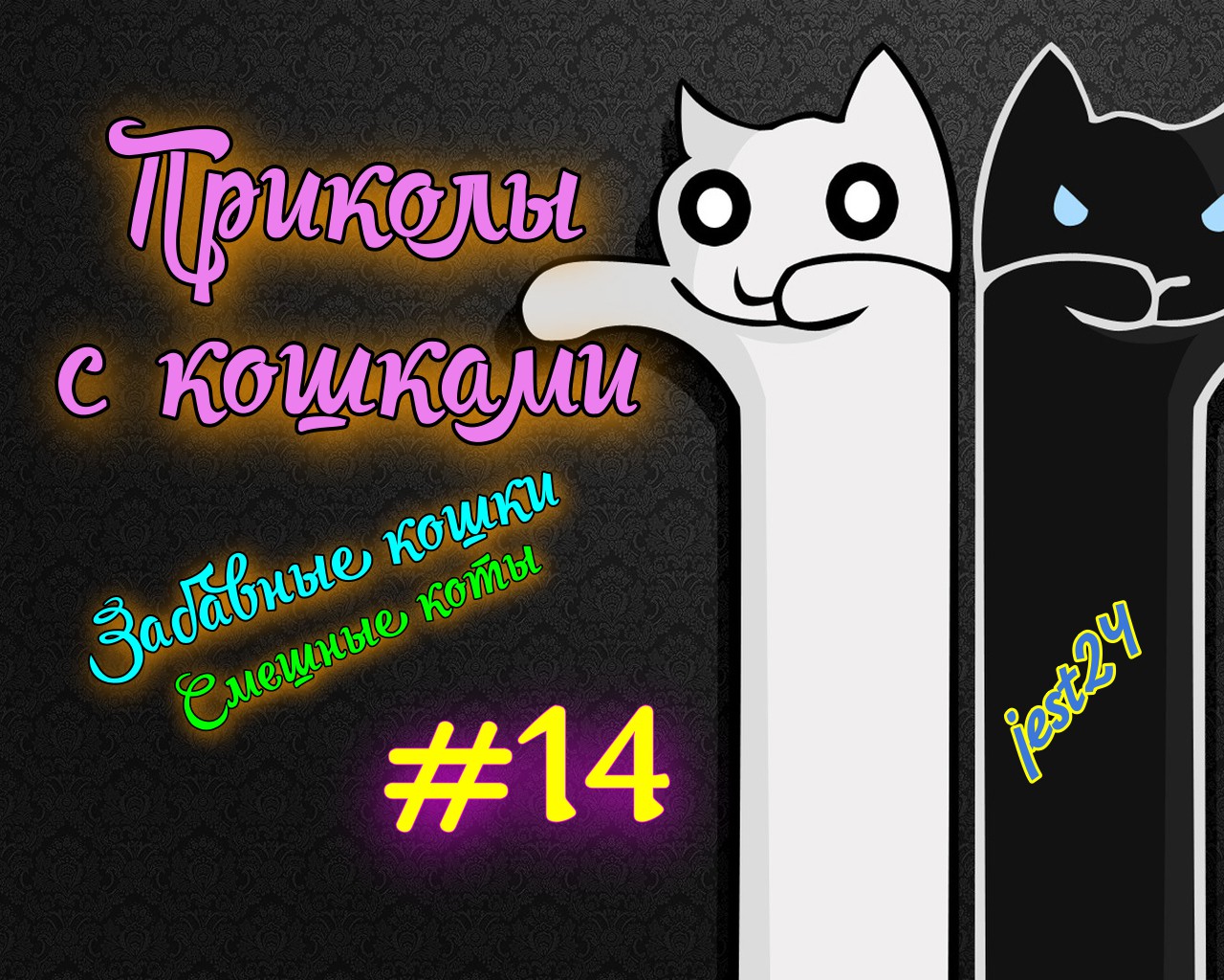Приколы с кошками / Забавные кошки / Смешные коты #14