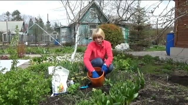 Примула из семян. Когда и как высаживать в сад смотреть онлайн