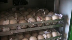 Разведение индейки с нуля! Часть-8. // Секреты хороших урожаев.