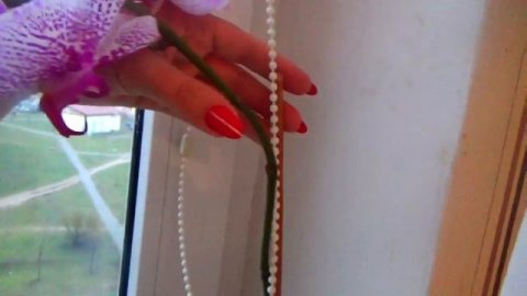 ОРХИДЕЯ,УХОД В ДОМАШНИХ УСЛОВИЯХ